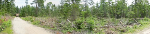 timber panorama