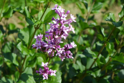 mom's lilacs