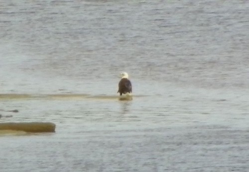bald eagle on the narraguagus river