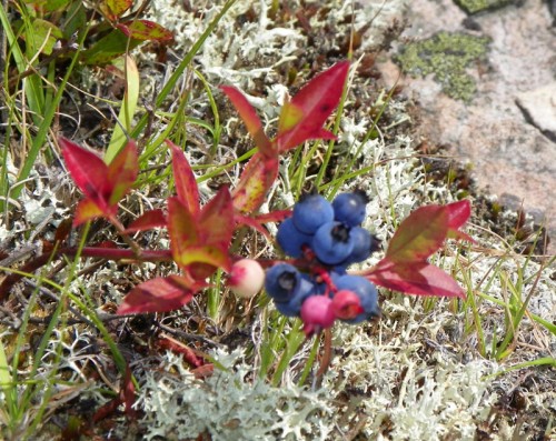 berries up close