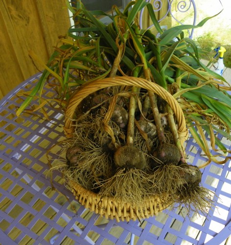 harvest of russian red garlic