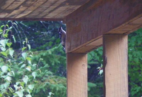 woodpecker pecking the house