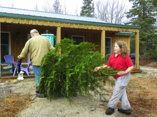 Carting the fir tree home
