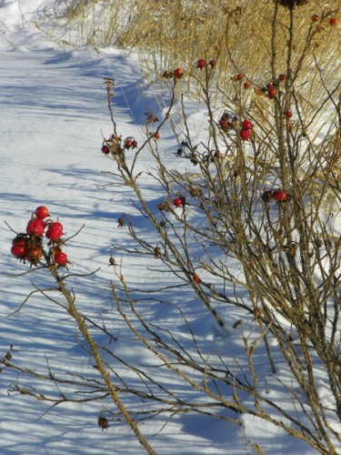 winter rose hips