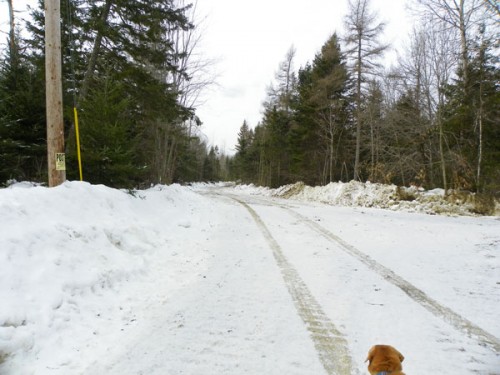 logging road