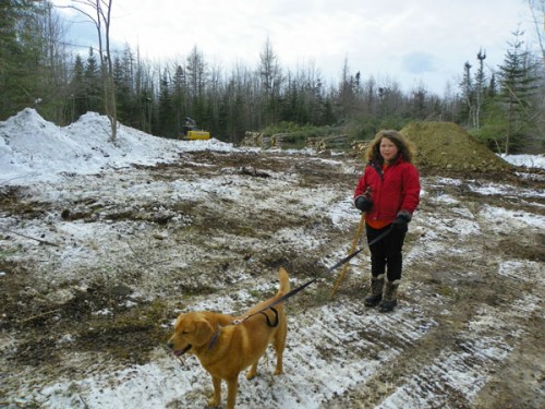 logging road