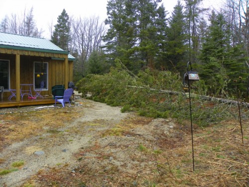 tree down in big wind