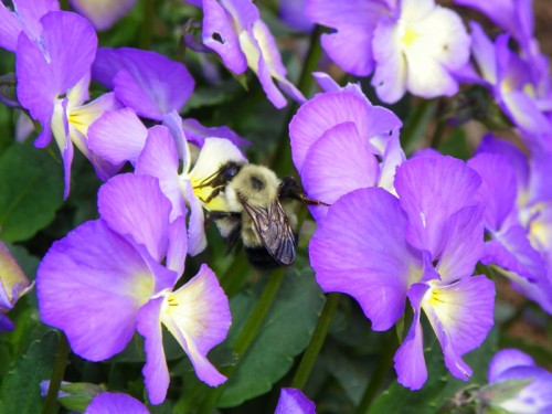 Bumble Bee in my Violas