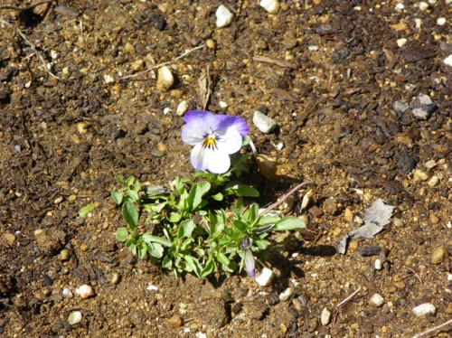 A Volunteer Viola