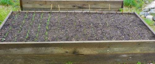 growing snow peas