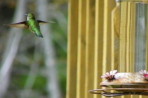 Lady Hummingbird