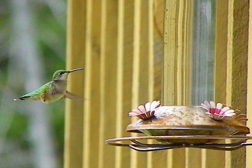 2011 Hummingbird Arrival