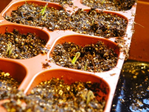 tomato sprouts