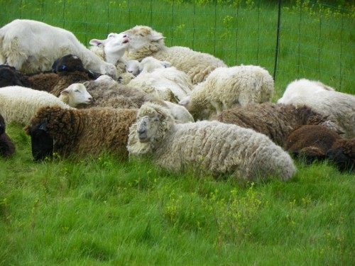 Flock of Sheep