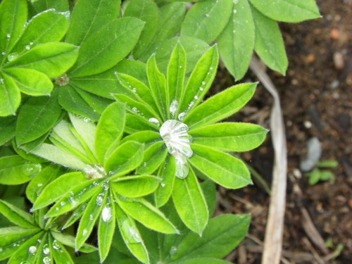 raindrops on lupine