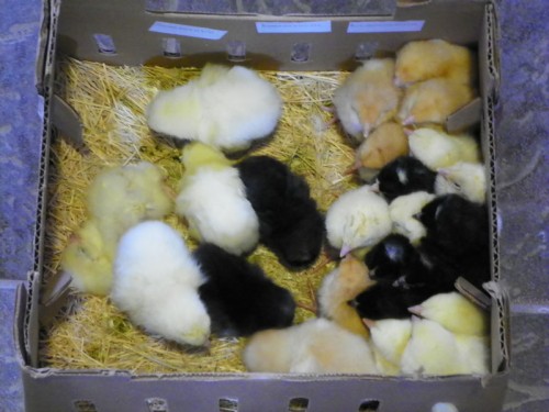 mail order baby chicks from Ideal Poultry in Texas