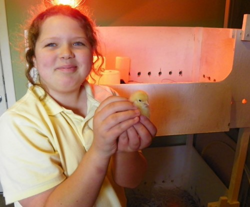 Hannah with a baby chick