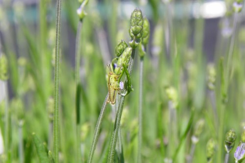 baby grasshopper in my lavendar