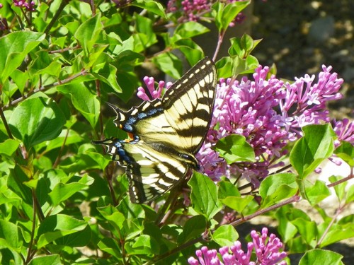 Butterfly in the Lilacs