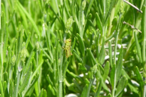 Baby Grasshopper