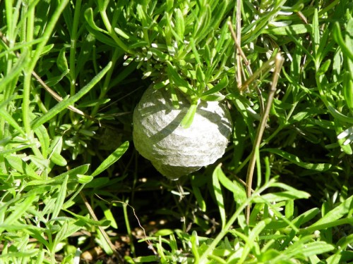 hornet nest in my lavendar