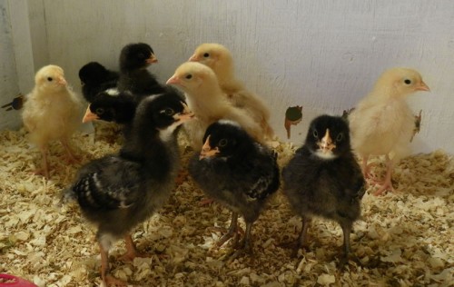 Baby Chicks Week Two!