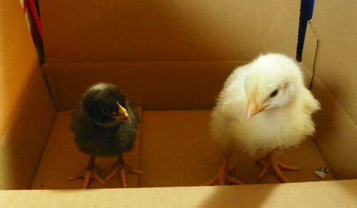 chicks at one week