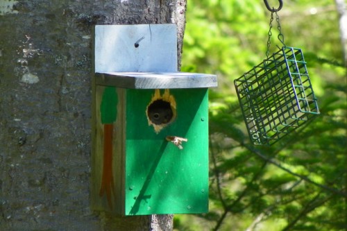 Squirrel in Bird House