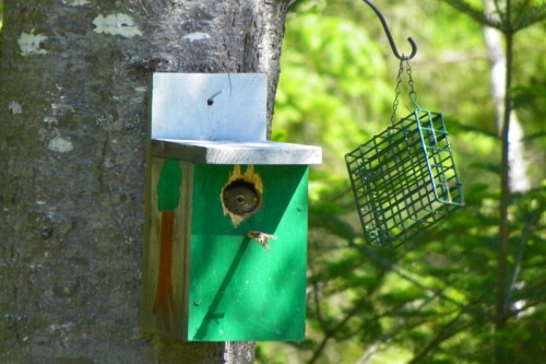 Red squirrel peaking out of bird house