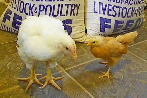 Four Week Old Cornish Rock Compared to Four Week Old Buff 