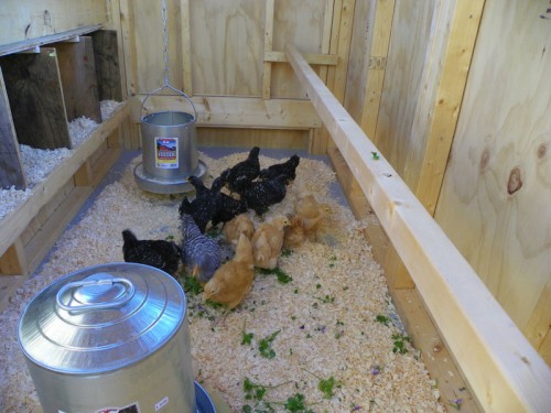 The chickens in their new digs