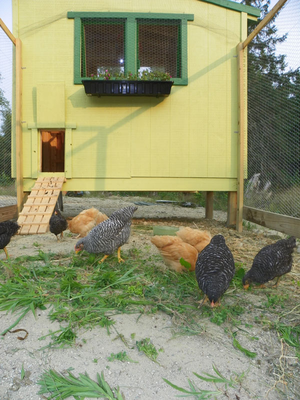 Free Downeast Thunder Farm Chicken Coop Plans | Downeast Thunder Farm