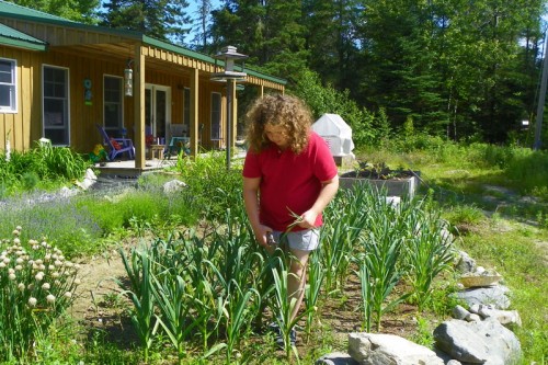 Hannah snipping garlic scapes