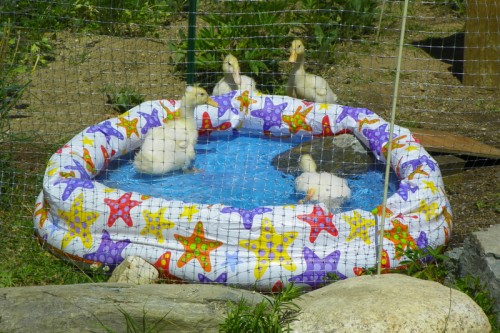 Ducks on the Pool