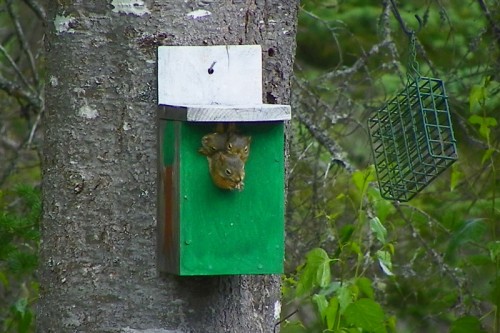 three squirrels in a birdhouse
