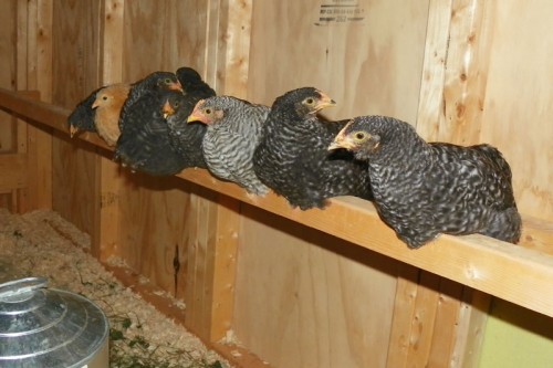 Chickens on a Roost