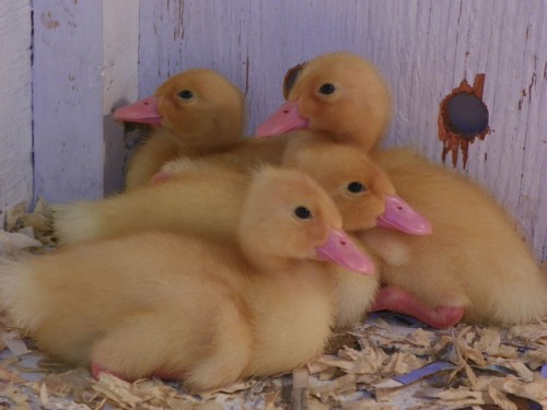 Shy Week Old Baby Ducklings