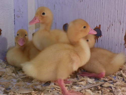 Week Old Ducklings