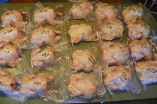 processed cornish rock chickens