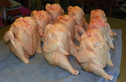 chicken army