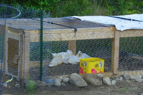 Happy ducks in their new yard