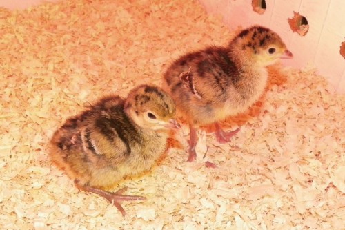 baby turkeys