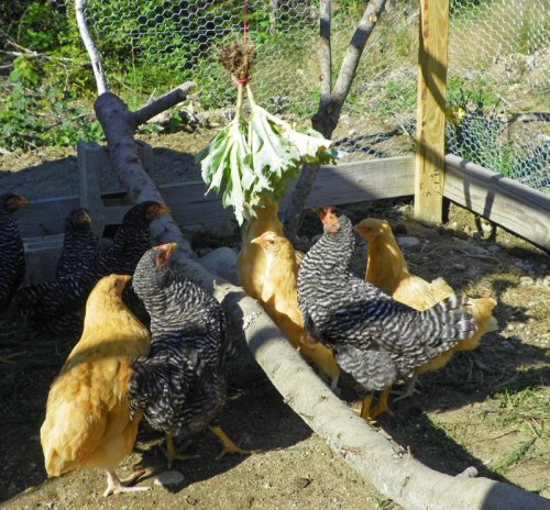 Salad on a string for the chickens