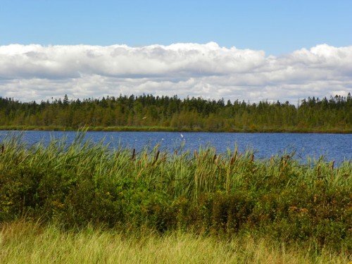 simpson pond, roque bluffs, maine