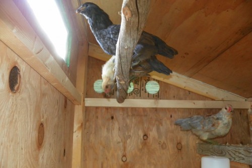 The bantys perched on their roost.