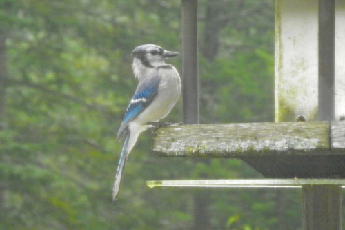 My budding photographer catches a blue jay