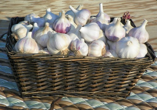2011 garlic harvest