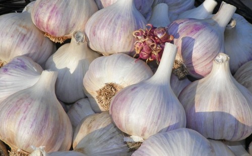 russian red garlic