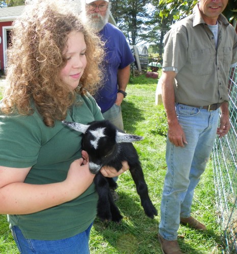 baby lamb