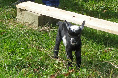 baby lamb at Red Bird Farm